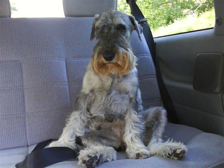 Mellemschnauzer Four Legs Danish Delight - Vi ses måske en anden gang jeg skal ud og køre bil - Husk og læg en kommentar! :D billede 20