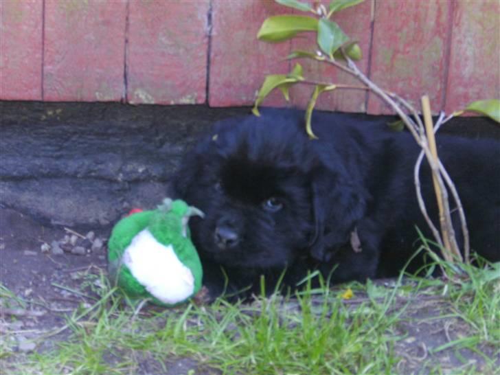 Newfoundlænder odin billede 2