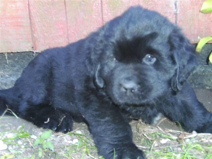 Newfoundlænder odin - Bare en lille baby billede 3