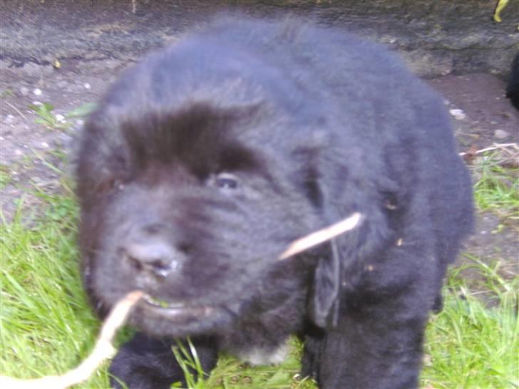 Newfoundlænder odin - min pind billede 4