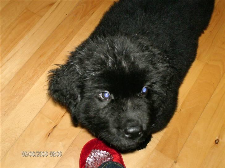 Newfoundlænder odin - første dag i det nye hjem billede 5