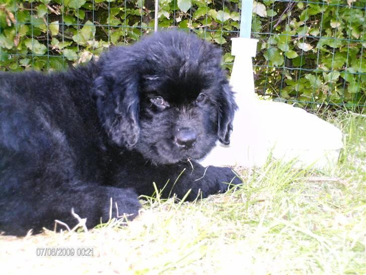 Newfoundlænder odin billede 6