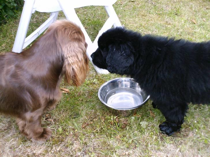 Newfoundlænder odin - Odin og hans nye halvbror Dumle billede 7