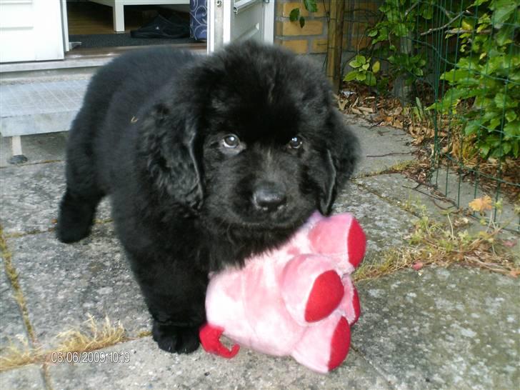 Newfoundlænder odin - Hvem kalder du for gris??? billede 8