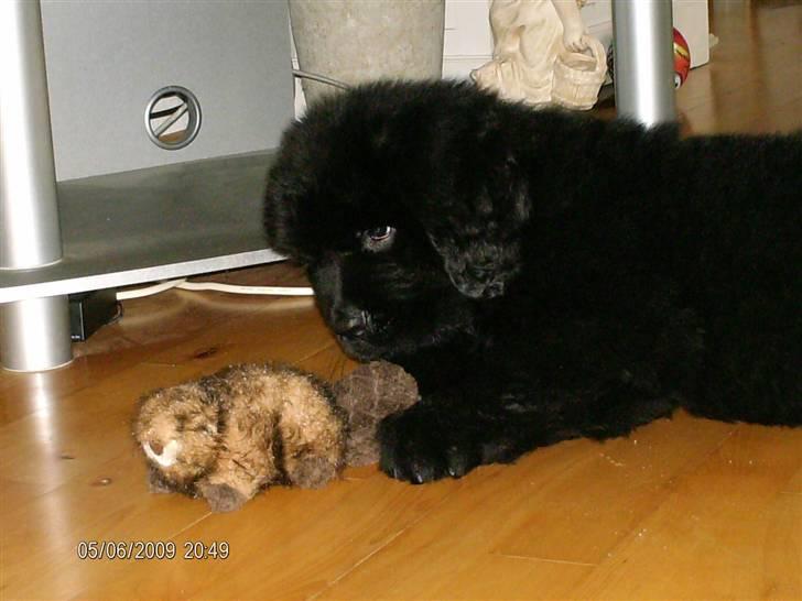 Newfoundlænder odin billede 9