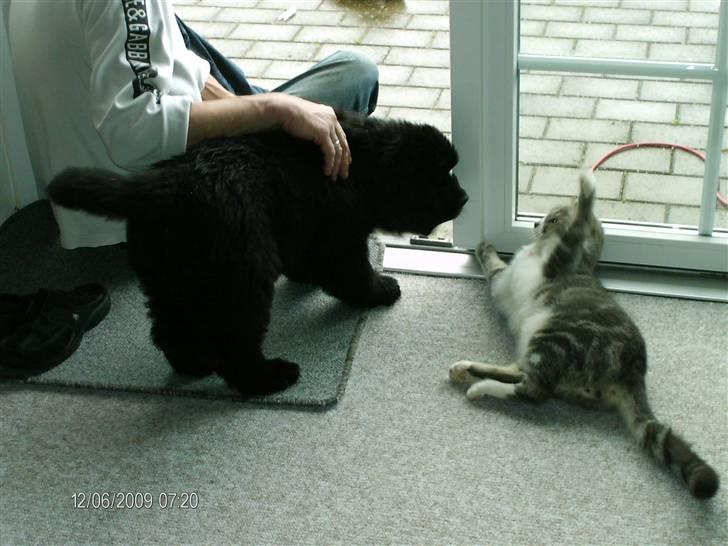 Newfoundlænder odin - Hvad er det for en mærkelig hund??? billede 10