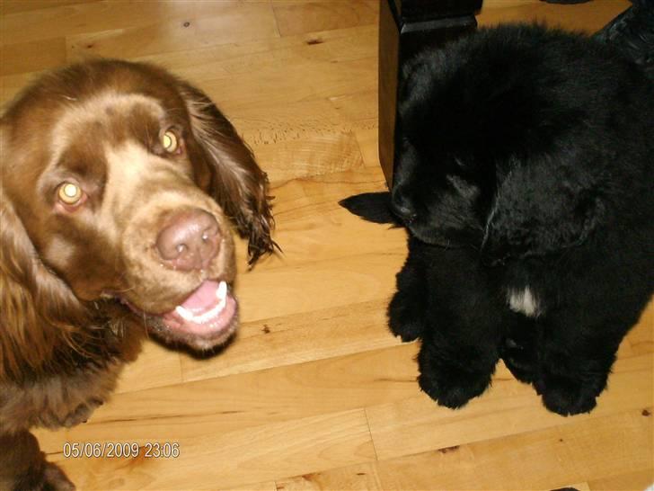 Newfoundlænder odin billede 11