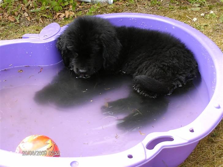 Newfoundlænder odin - Dejligt at køle af i varmen... billede 12
