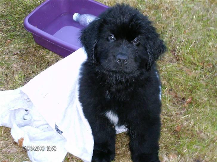 Newfoundlænder odin billede 13