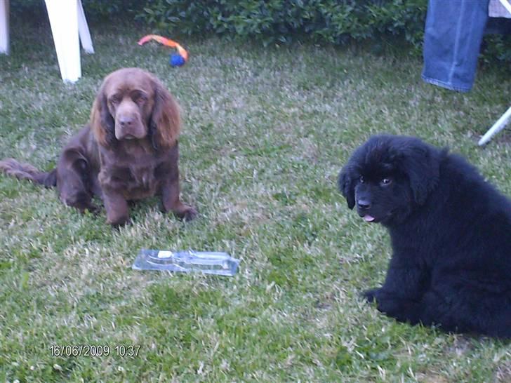 Newfoundlænder odin billede 14