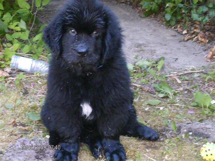 Newfoundlænder odin billede 15