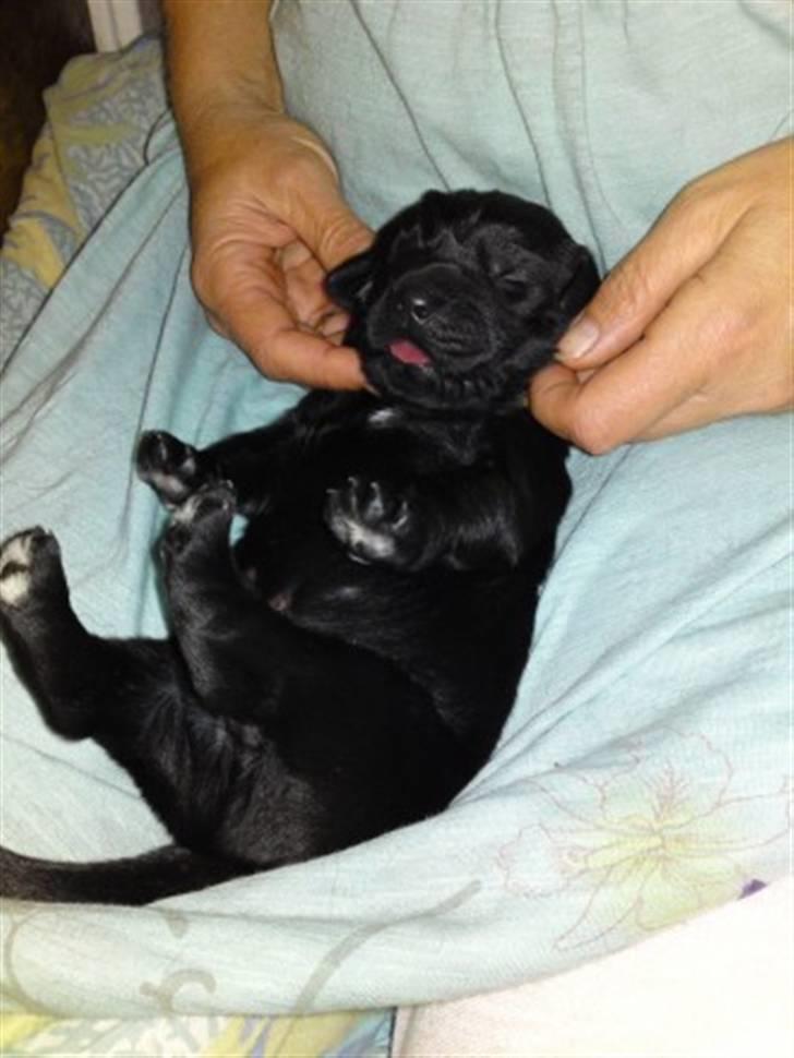 Newfoundlænder odin - Baby Odin billede 16