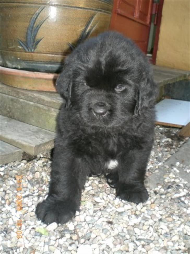 Newfoundlænder odin billede 18