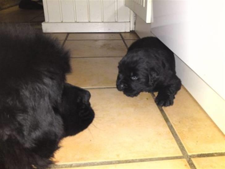 Newfoundlænder odin - Odin og mor Olga billede 19