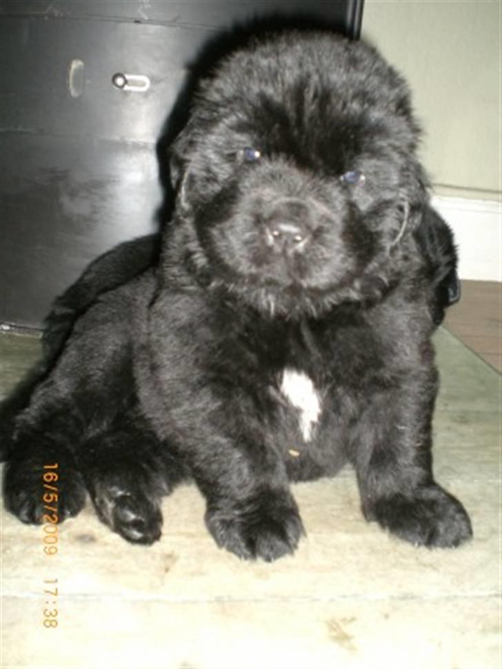 Newfoundlænder odin billede 20