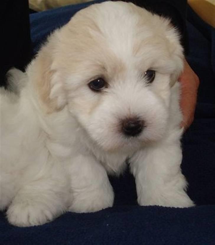 Coton de tulear Monique billede 7