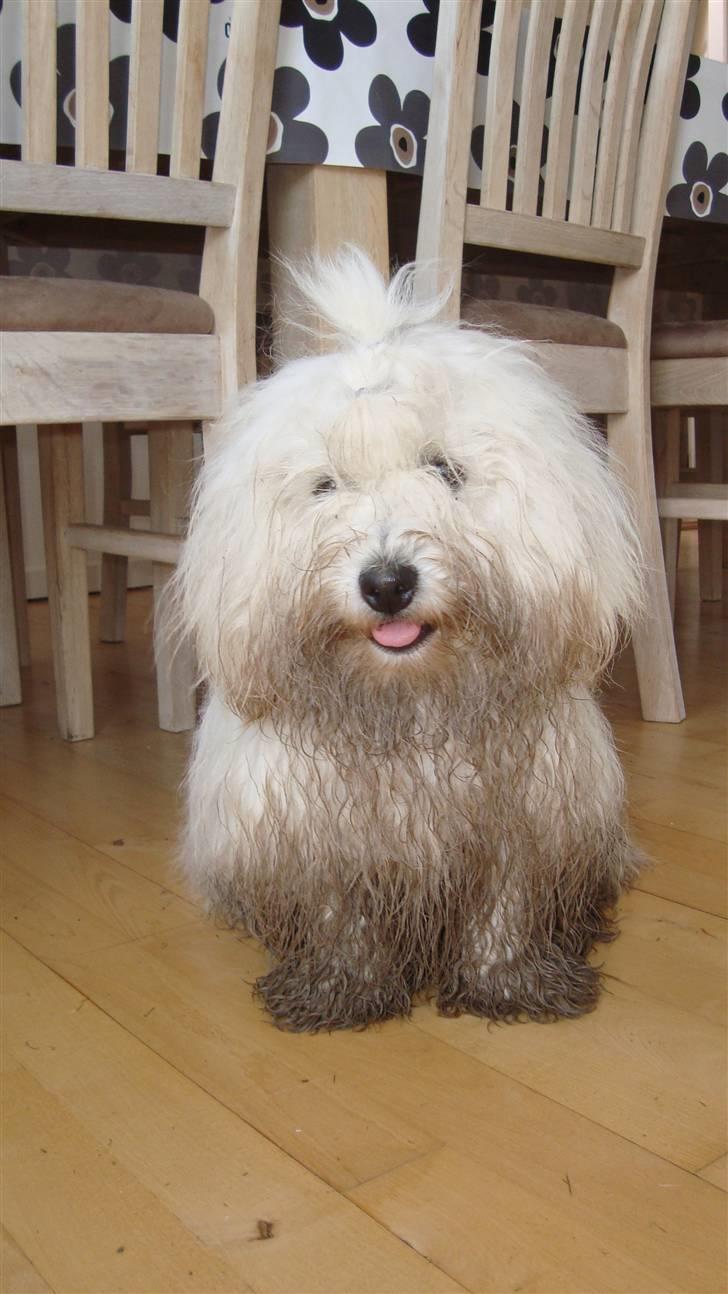 Coton de tulear Monique billede 8