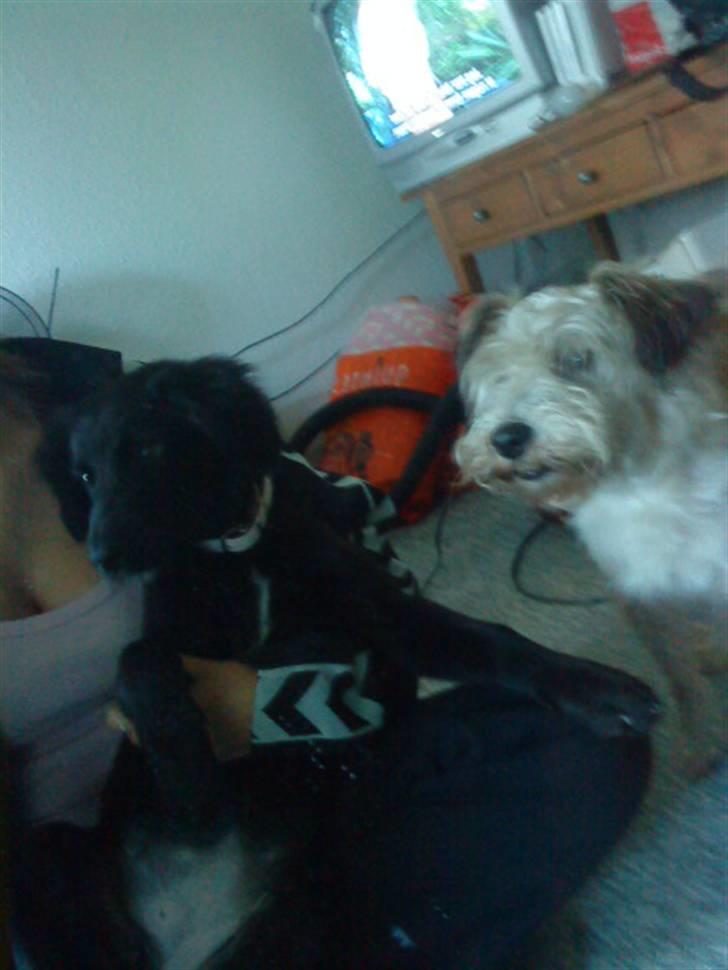 Blanding af racer Buster *R.I.P* billede 7