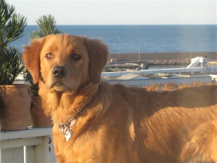 Blanding af racer Thor billede 1