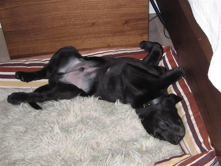 Labrador retriever Santos - Aarhh... Efter en lang dags hård leg, er det godt med en morfar... billede 5