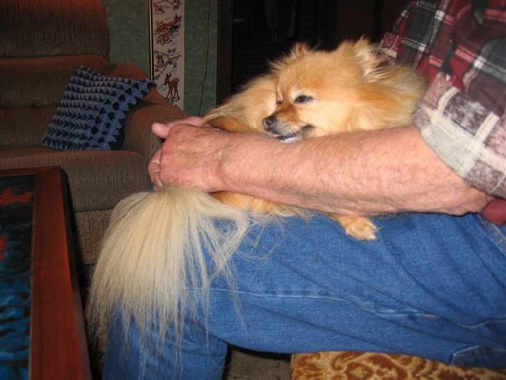 Pomeranian Ursula - morfar & Ursula billede 1