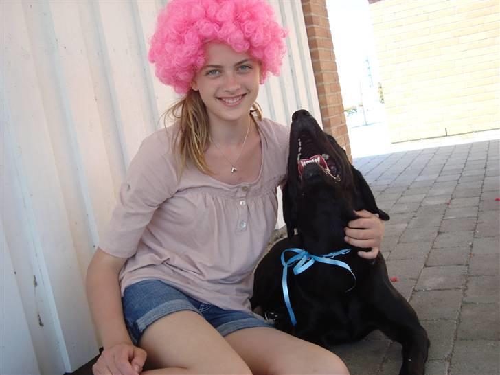 Labrador retriever Santos - Hygge hos Anna. billede 6