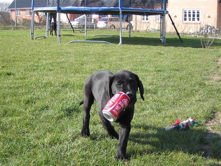 Labrador retriever Santos - Mmmhhh! Cola! billede 7