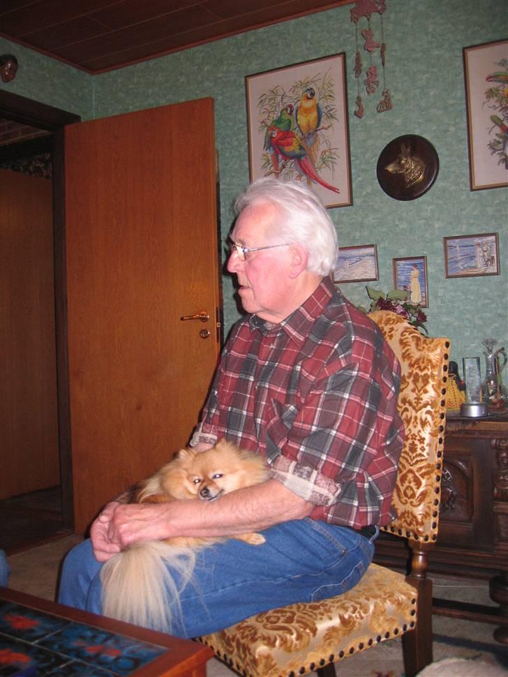 Pomeranian Ursula - morfar & Ursula i; billede 2