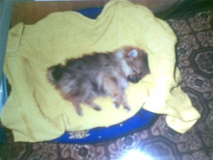 Pomeranian Ursula billede 4