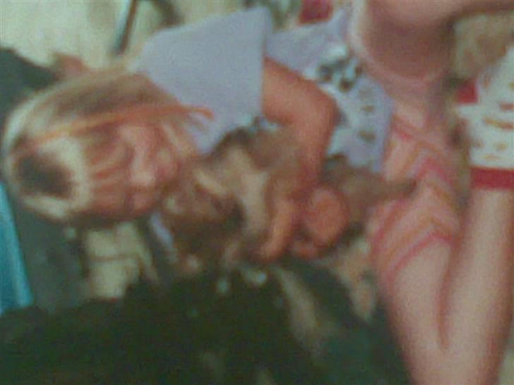 Pomeranian Ursula billede 5