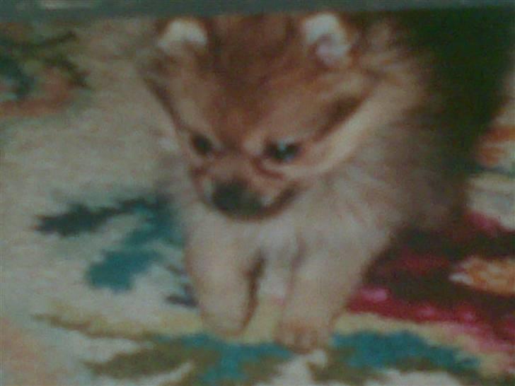 Pomeranian Ursula billede 6