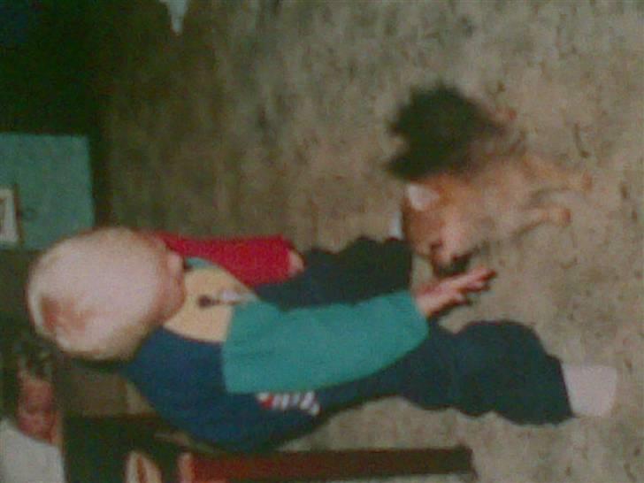 Pomeranian Ursula - lillebror og ursula :D - lang tid siden! billede 7