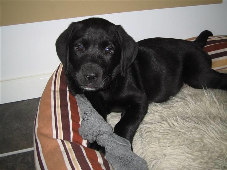 Labrador retriever Santos - Santos eeelsker sokker :p billede 8