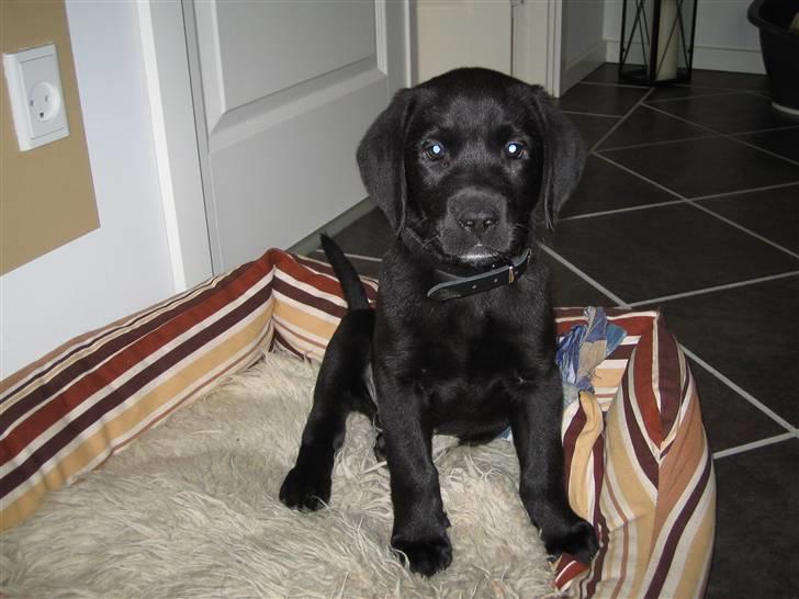 Labrador retriever Santos - Baby Santos :) billede 9