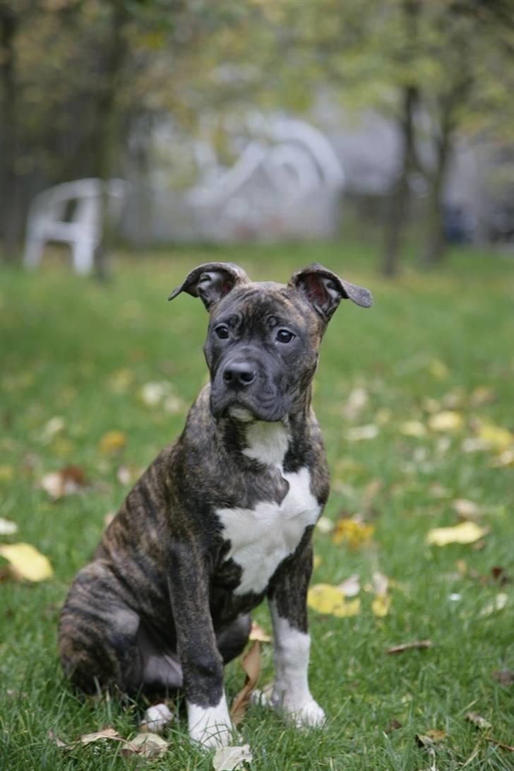 Blanding af racer Majjoh billede 1