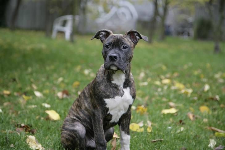 Blanding af racer Majjoh billede 2