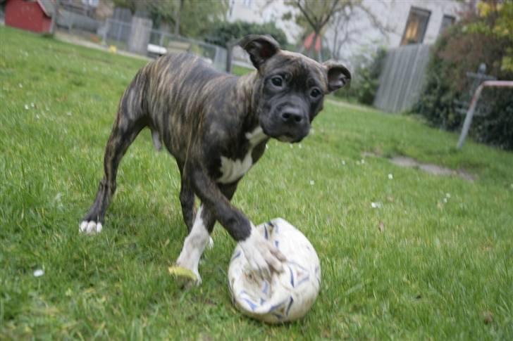 Blanding af racer Majjoh billede 3