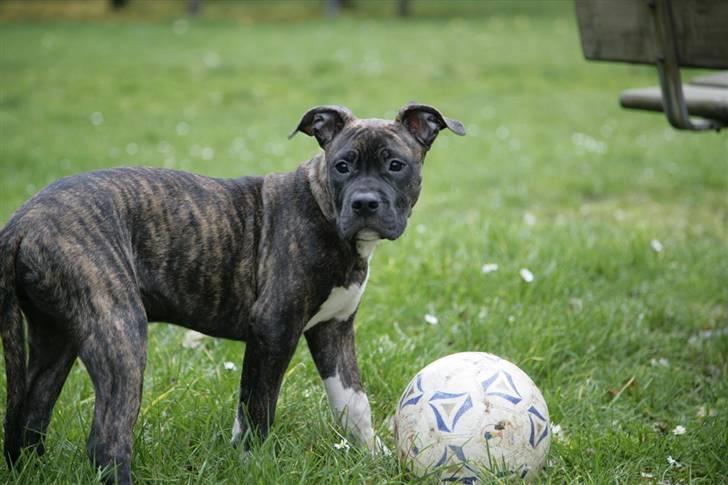 Blanding af racer Majjoh billede 4