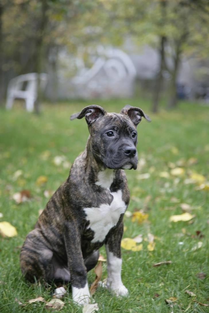 Blanding af racer Majjoh billede 5