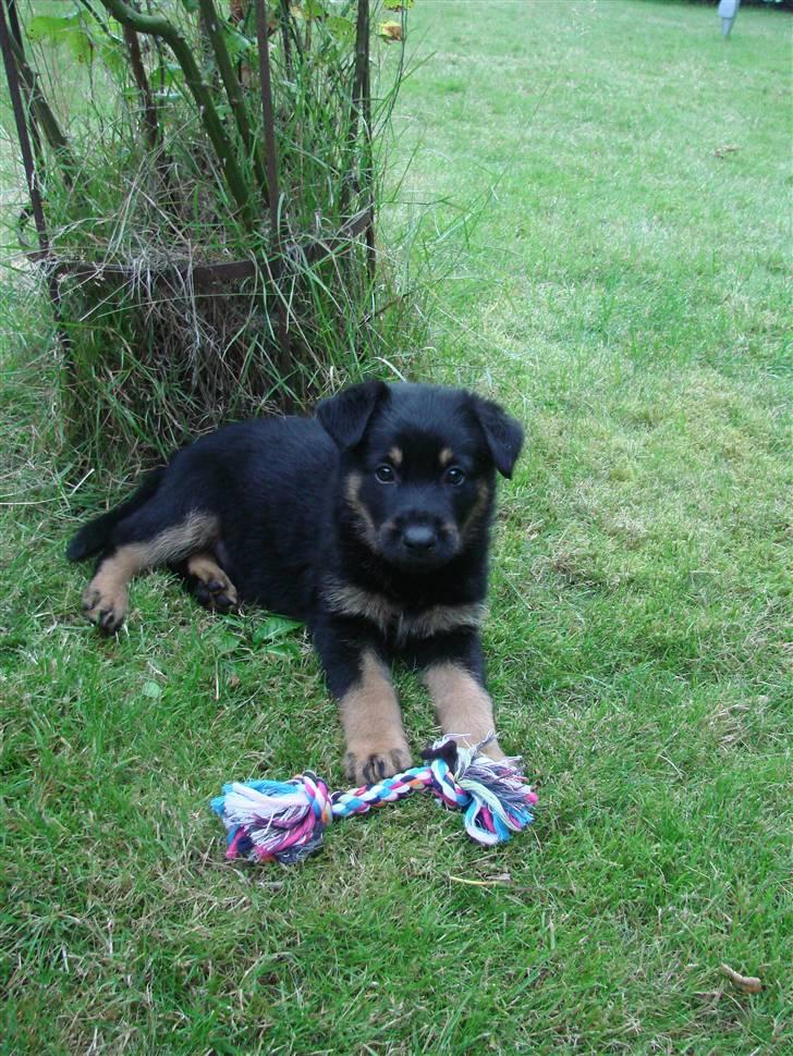 Blanding af racer Kenzo billede 2