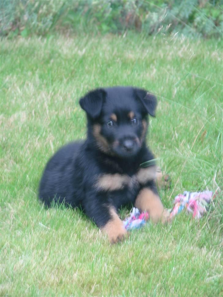 Blanding af racer Kenzo - 9 uger gammel billede 3