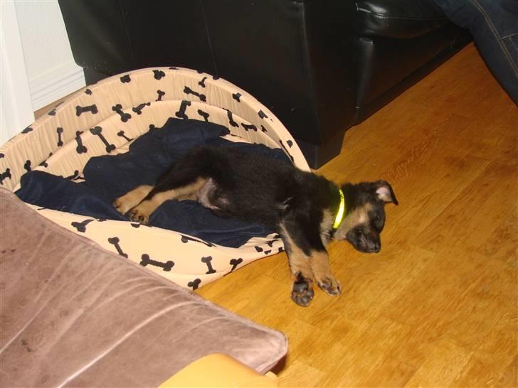 Blanding af racer Kenzo - Kenzo er træt :O) billede 4