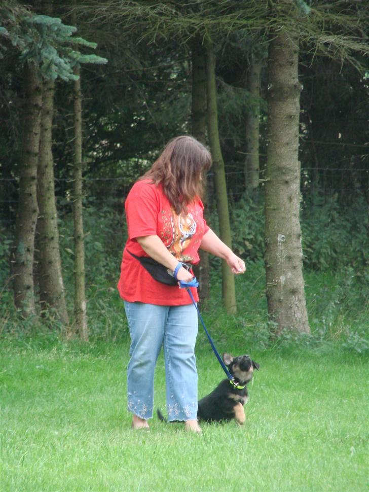 Blanding af racer Kenzo - til hvalpetræning billede 5