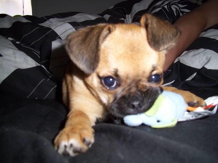 Blanding af racer Albert (Mops/chihuahua) billede 10