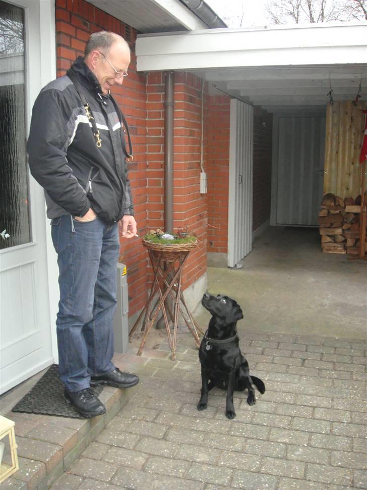 Labrador retriever Tess - far og tess :)  billede 3