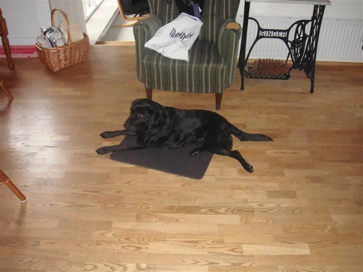Labrador retriever Tess - hun ligger lige og slapper af ;)  billede 4