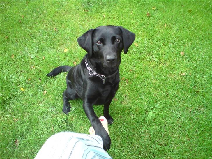 Labrador retriever Tess - pote :) billede 5