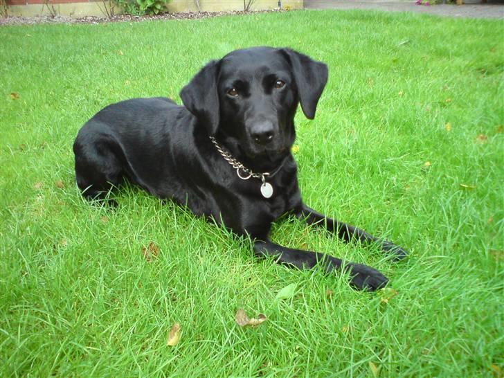 Labrador retriever Tess - nuurh :)  billede 7