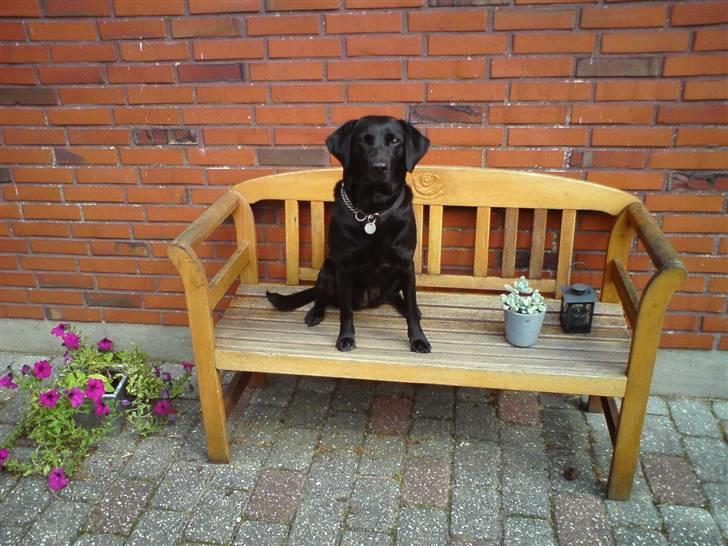 Labrador retriever Tess - hun er bare sød :)  billede 8