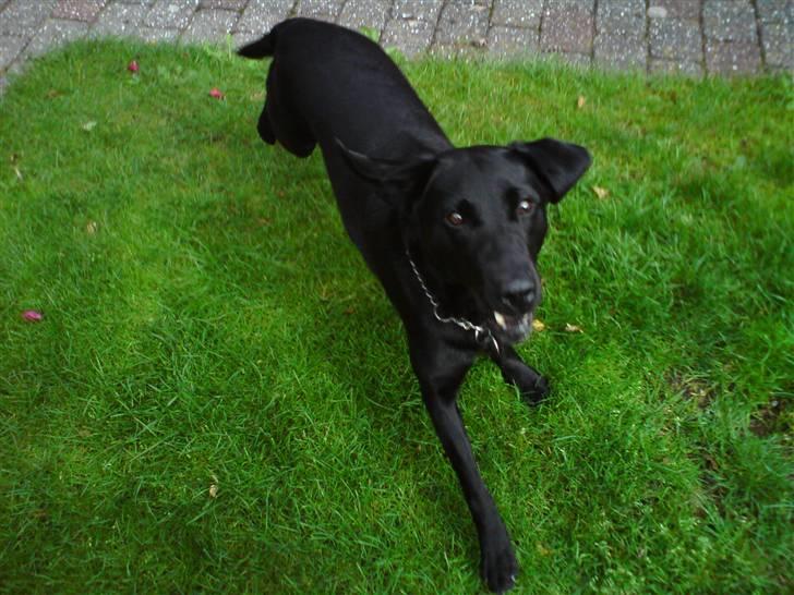 Labrador retriever Tess - spriiing. billede 9